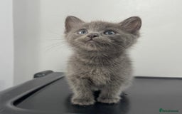 Mixed Breed cats for sale: Beautiful grey kitten  - Image 1
