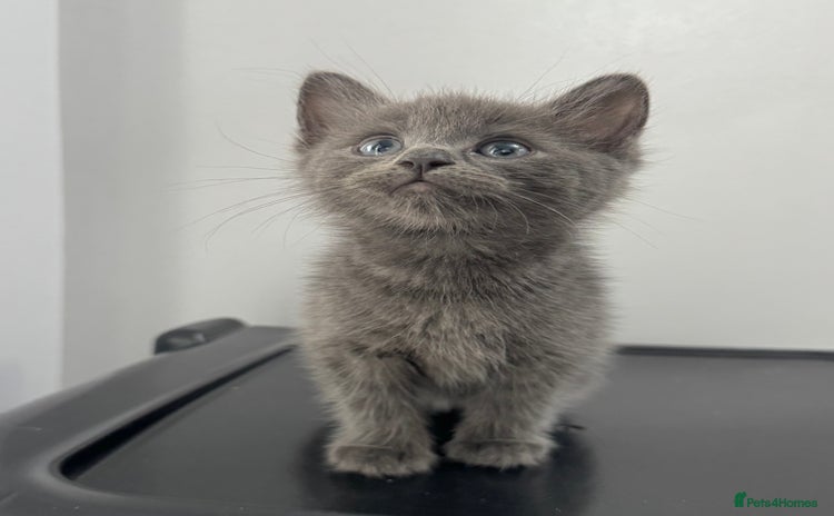 Mixed Breed cats - Advert 4