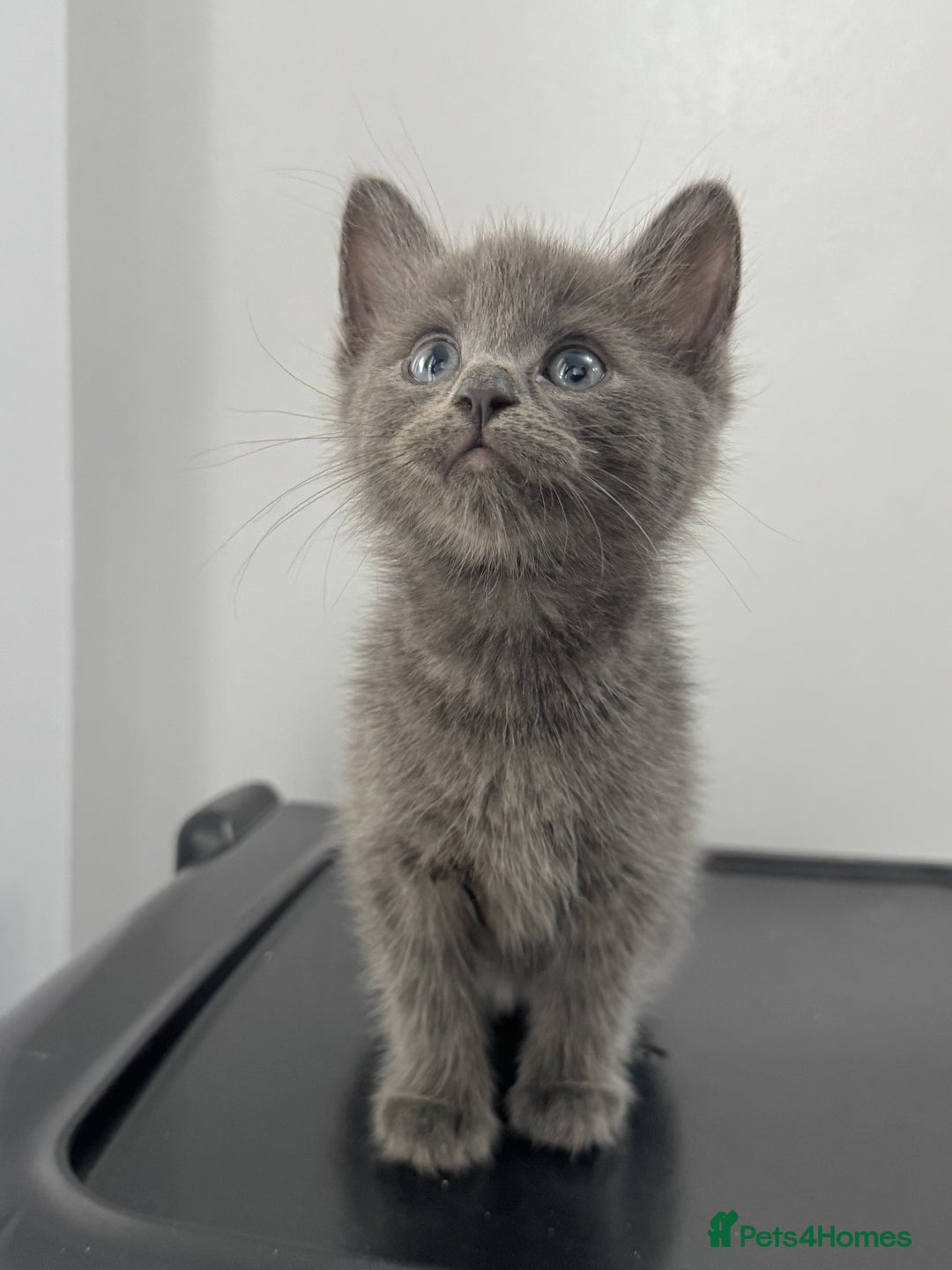 Mixed Breed cats for sale: Beautiful grey kitten  - Image 1