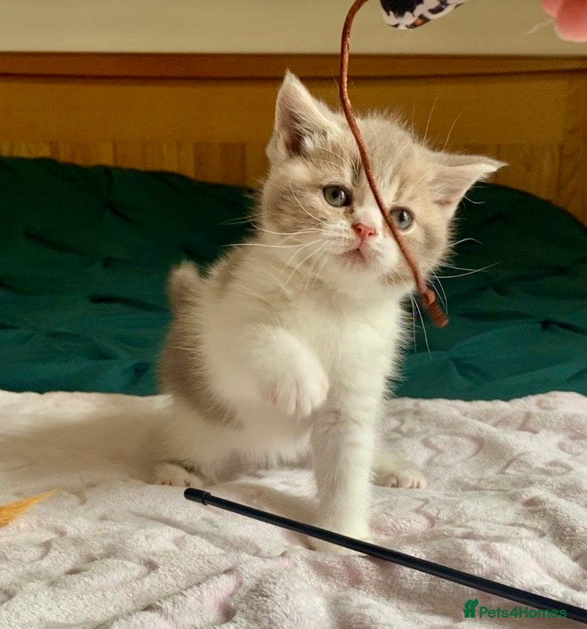 Scottish Fold cats 🧸1 OUTSTANDING TICA FAWN BICOLOUR GIRL LEFT 🧸 - Advert 2