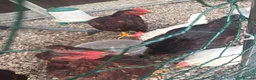 Chickens poultry for sale: 3x Rhode Island Red cockrel - Advert 2