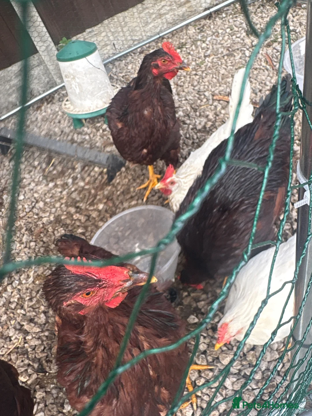 Chickens poultry for sale: 3x Rhode Island Red cockrel - Advert 2