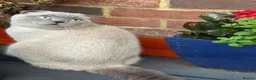 Scottish Fold cats for stud: Scottish fold  - Advert 4