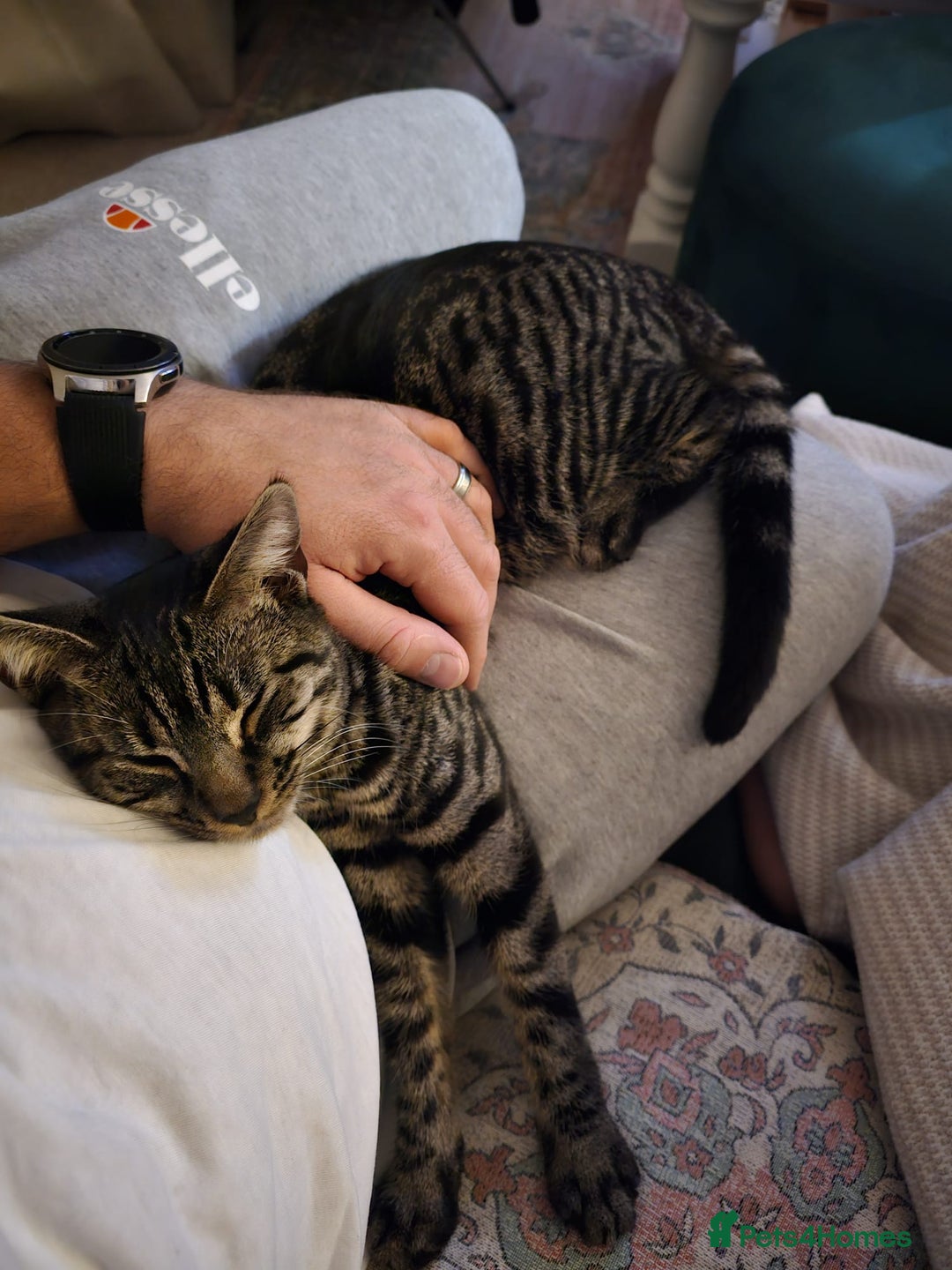 Domestic Shorthair cats for sale: Rehoming our beautiful Callie - Image 5