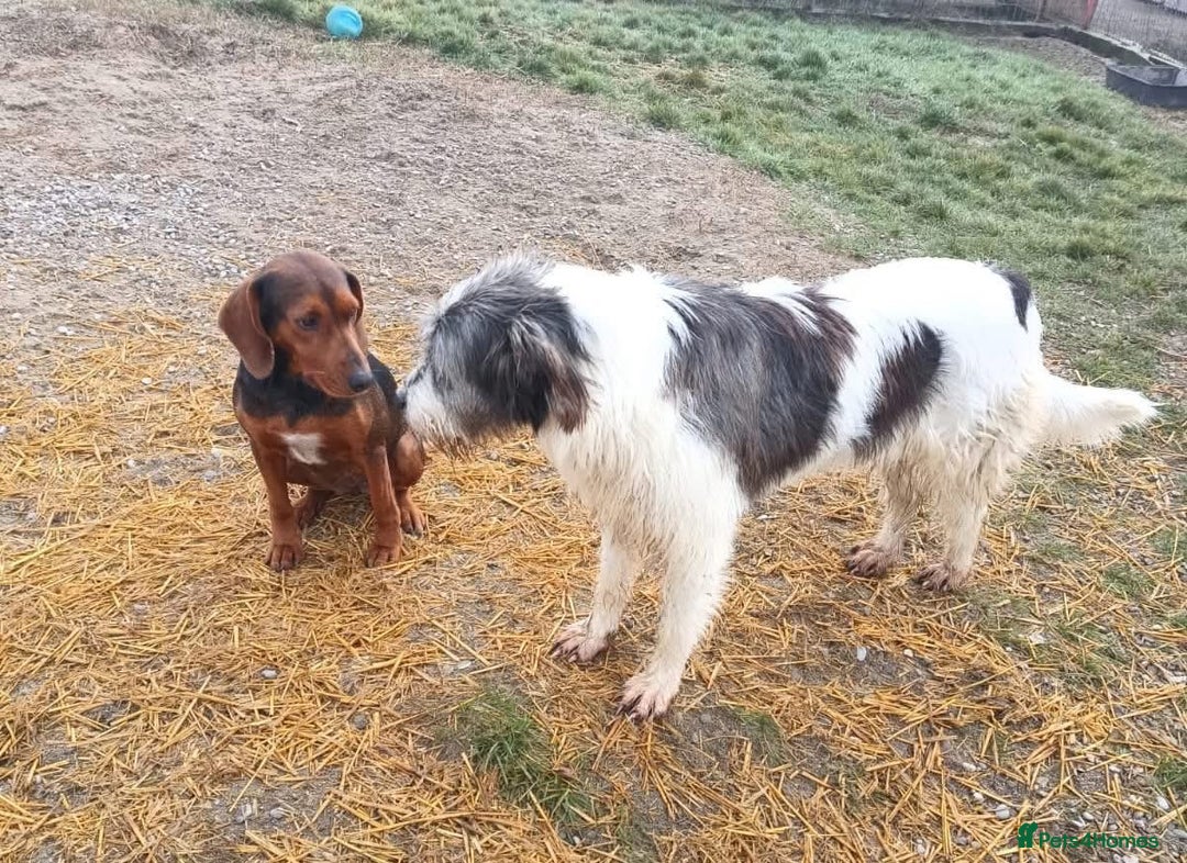 Mixed Breed dogs for adoption: Runa - Norwich Norfolk  - Advert 3