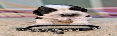 Black Collar - ID 1575