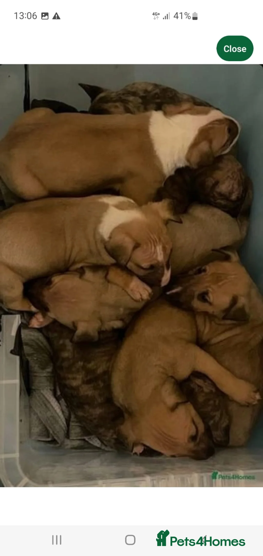 Bull Terrier dogs for stud: Proven Bull Terrier Studs x 2 - Advert 8