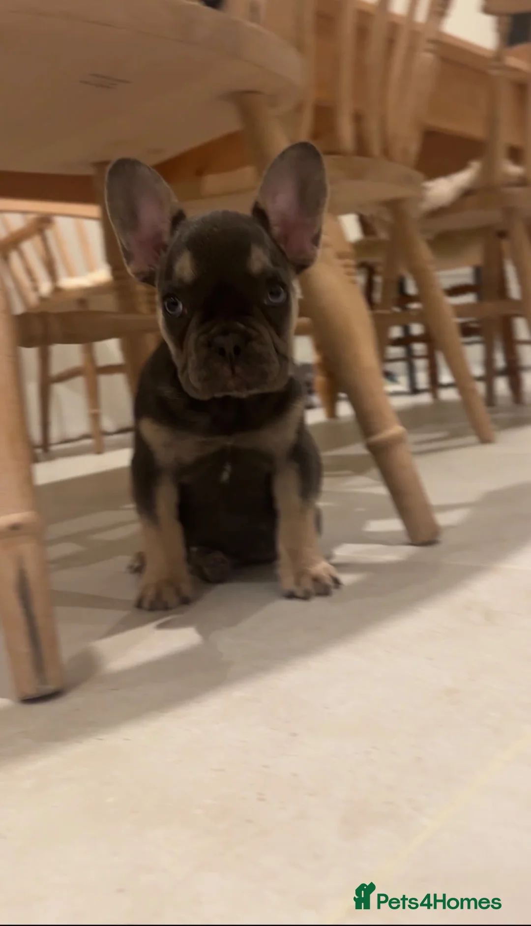 French Bulldog dogs for sale: 1 Female pedigree French bulldog puppy  - Advert 2