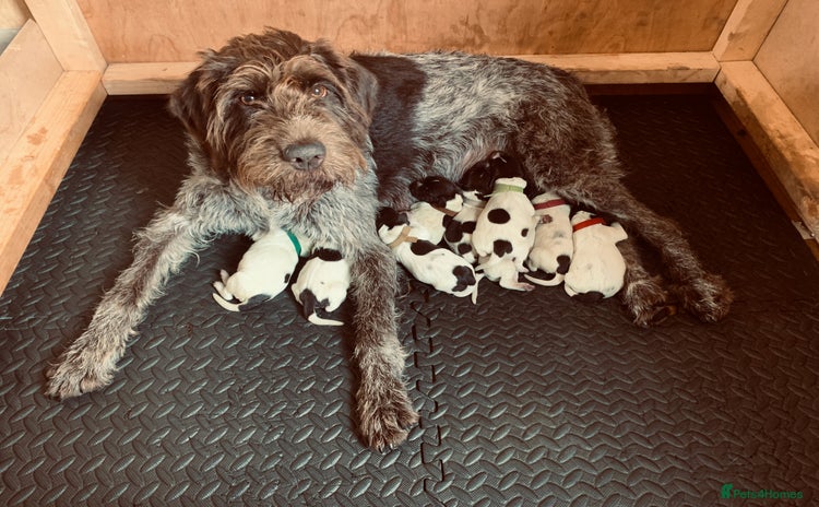 German Wirehaired Pointer dogs - Advert 4