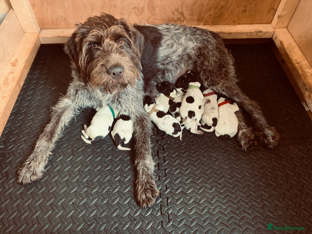 German Wirehaired Pointer dogs for sale: Pedigree GWP pups from strong working lines - Image 1