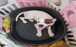 American Bulldog dogs for sale: American bulldog - Image 1