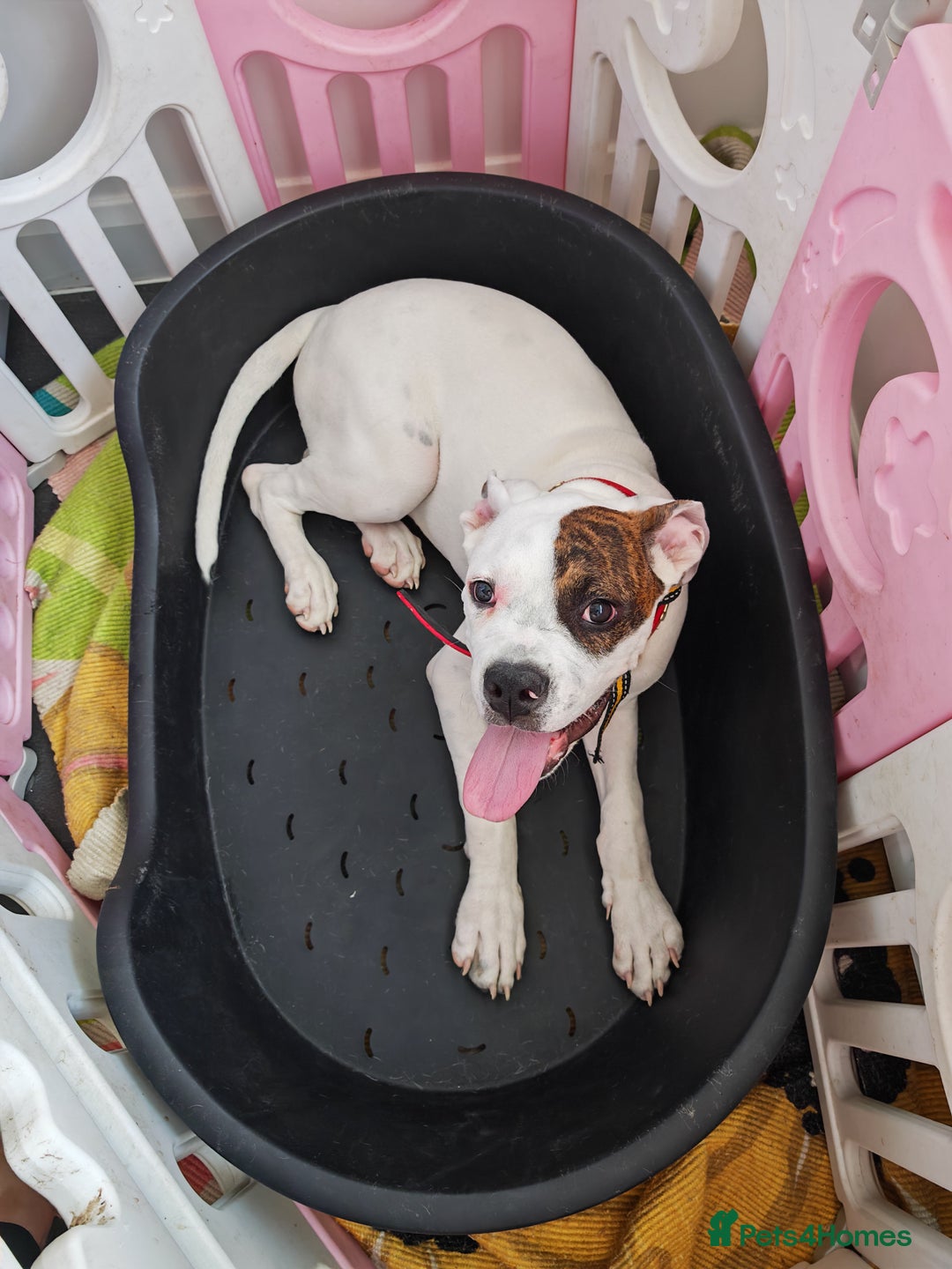 American Bulldog dogs for sale: American bulldog - Image 1