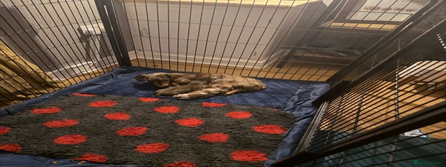 Bam bam 