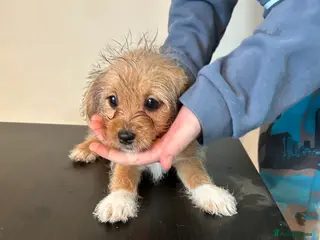 Mixed Breed dogs Jack russel cross Shih Tzu pups 1 boy 1 girl left - Advert 4