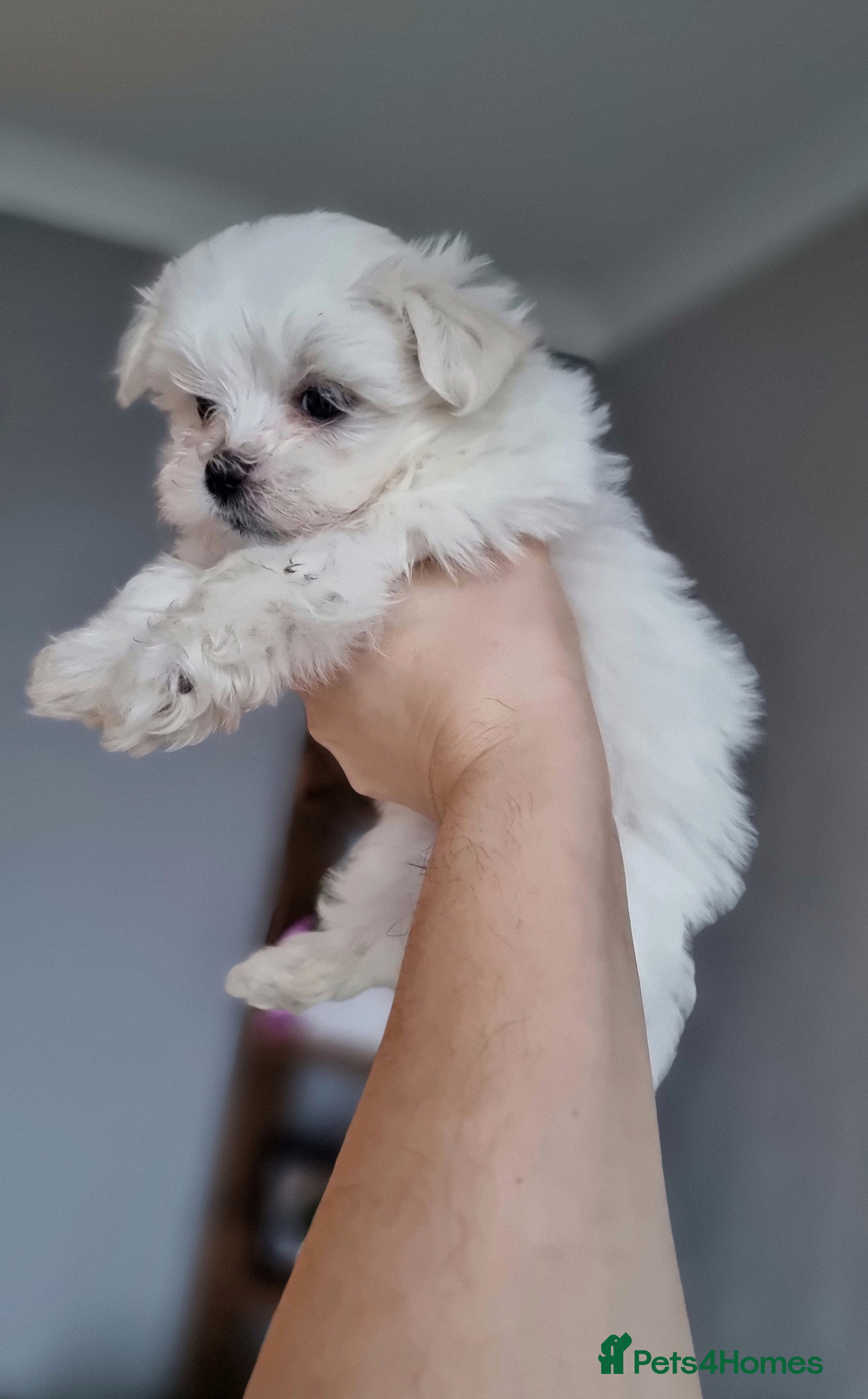 Maltese dogs KC registered Maltese Puppies - Advert 1