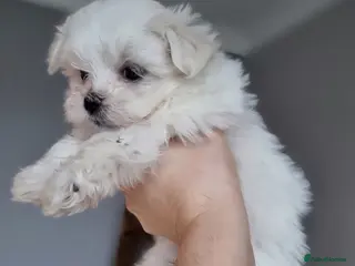 Maltese dogs KC registered Maltese Puppies - Advert 1