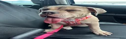 Olde English Bulldogge dogs for sale: Female Lilic olde English bulldog - Advert 7