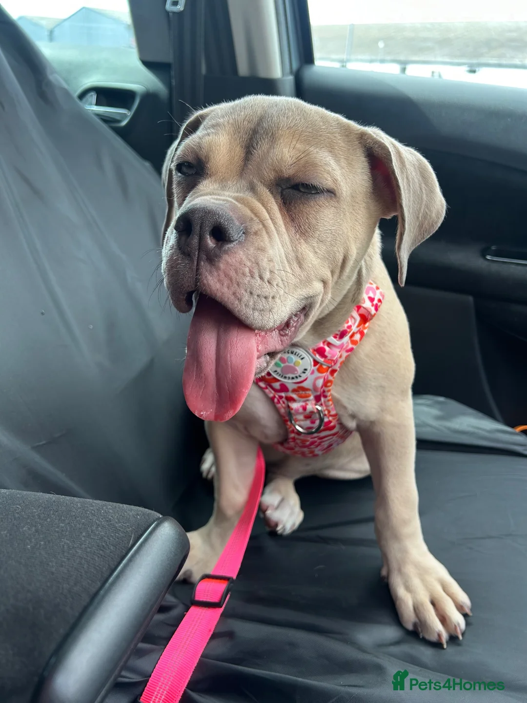 Olde English Bulldogge dogs for sale: Female Lilic olde English bulldog - Advert 7