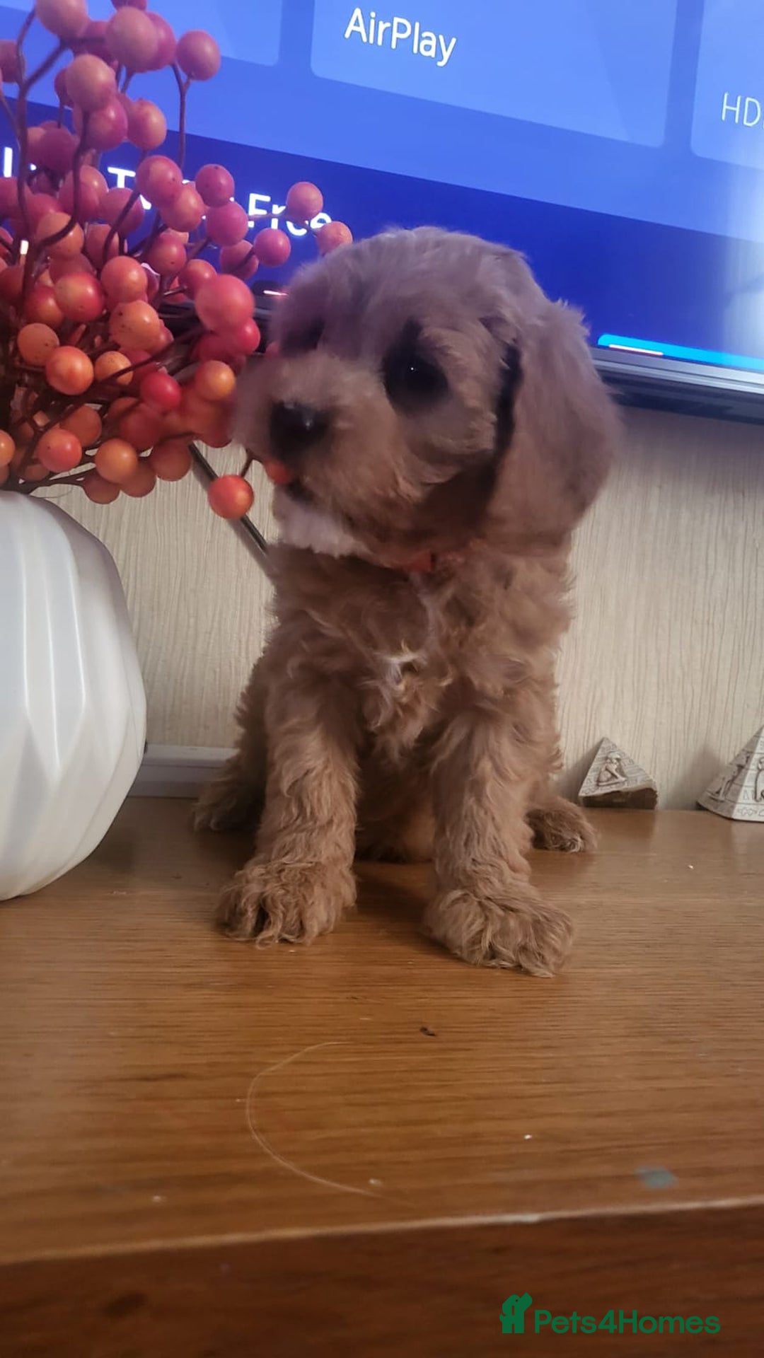 Cavapoo dogs for sale: Exquisite F1 Cavapoo Puppies - Advert 13
