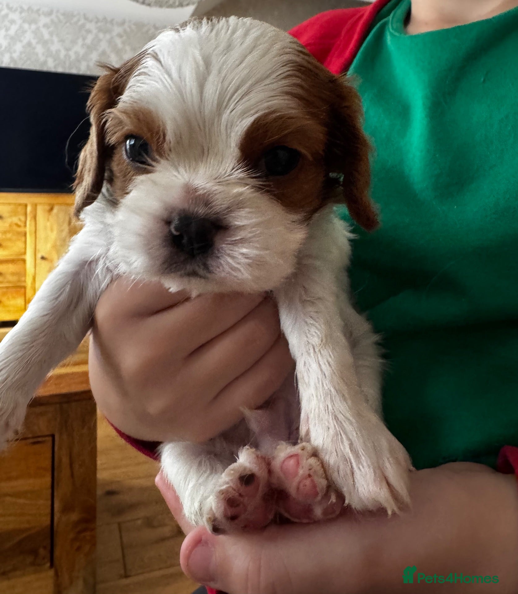 Cavalier King Charles Spaniel dogs 3 boys left Health tested cavalier King Charles  - Advert 18