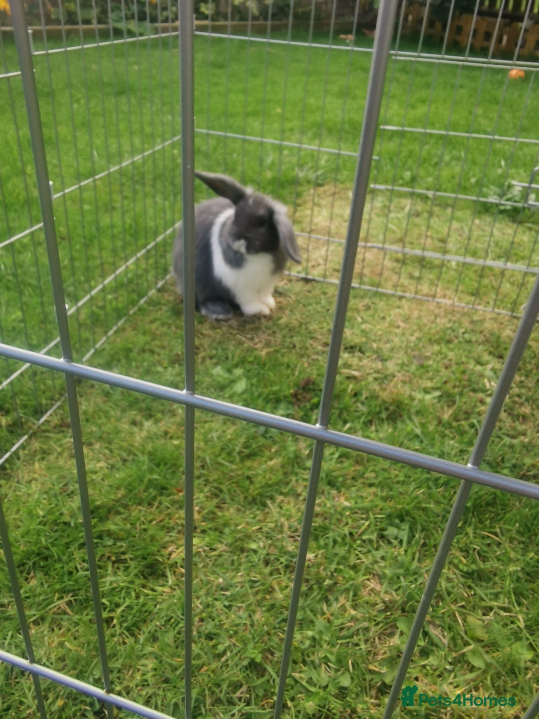 Mixed Breed rabbits for sale: Gorgeous Mixed Breed Rabbits  - Image 4