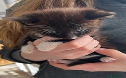 British Shorthair cats for sale: Kittens - Image 16