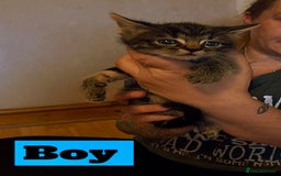 Mixed Breed cats for sale: Beautiful playful kittens  - Image 3