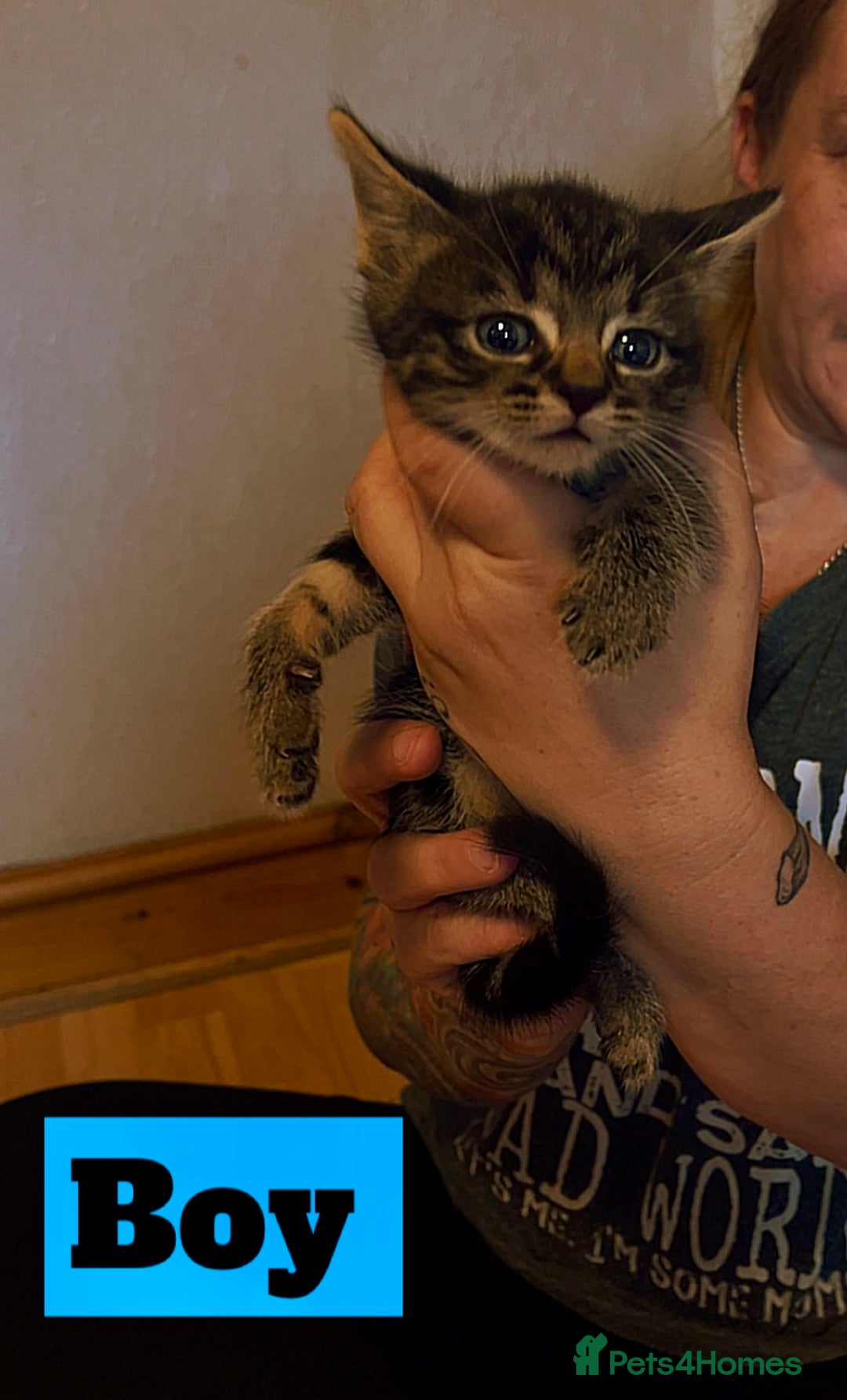Mixed Breed cats for sale: Beautiful playful kittens  - Image 3