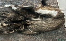 British Longhair cats for sale: Gorgeous Long Hair Tabby's - Ready 25/10/25 - Image 15