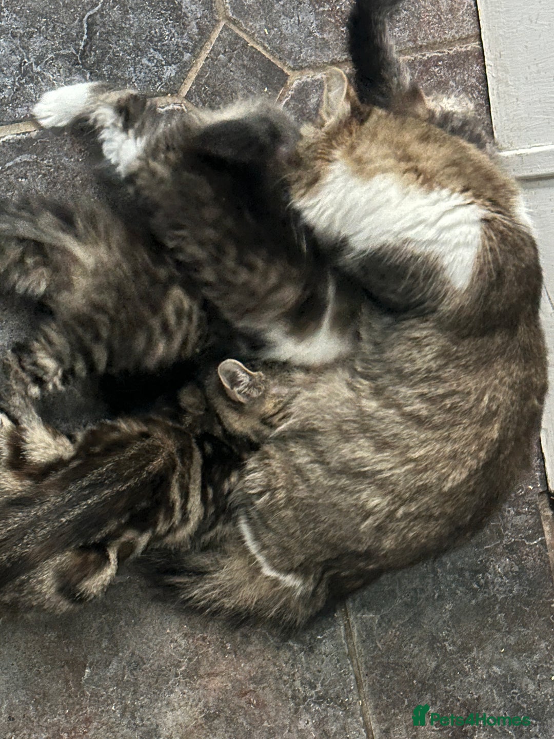 British Longhair cats for sale: Gorgeous Long Hair Tabby's - Ready 25/10/25 - Image 15