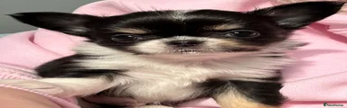 Chihuahua 1