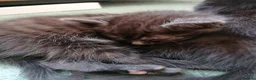 Domestic Shorthair cats for sale: 3 adorable kittens for sale  - Advert 12