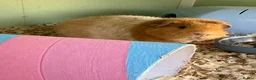 Guinea Pig rodents for sale: Teddy guinea pigs  in Carlisle - Advert 5
