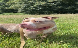 American Bully dogs for stud: Proper stud  - Image 4
