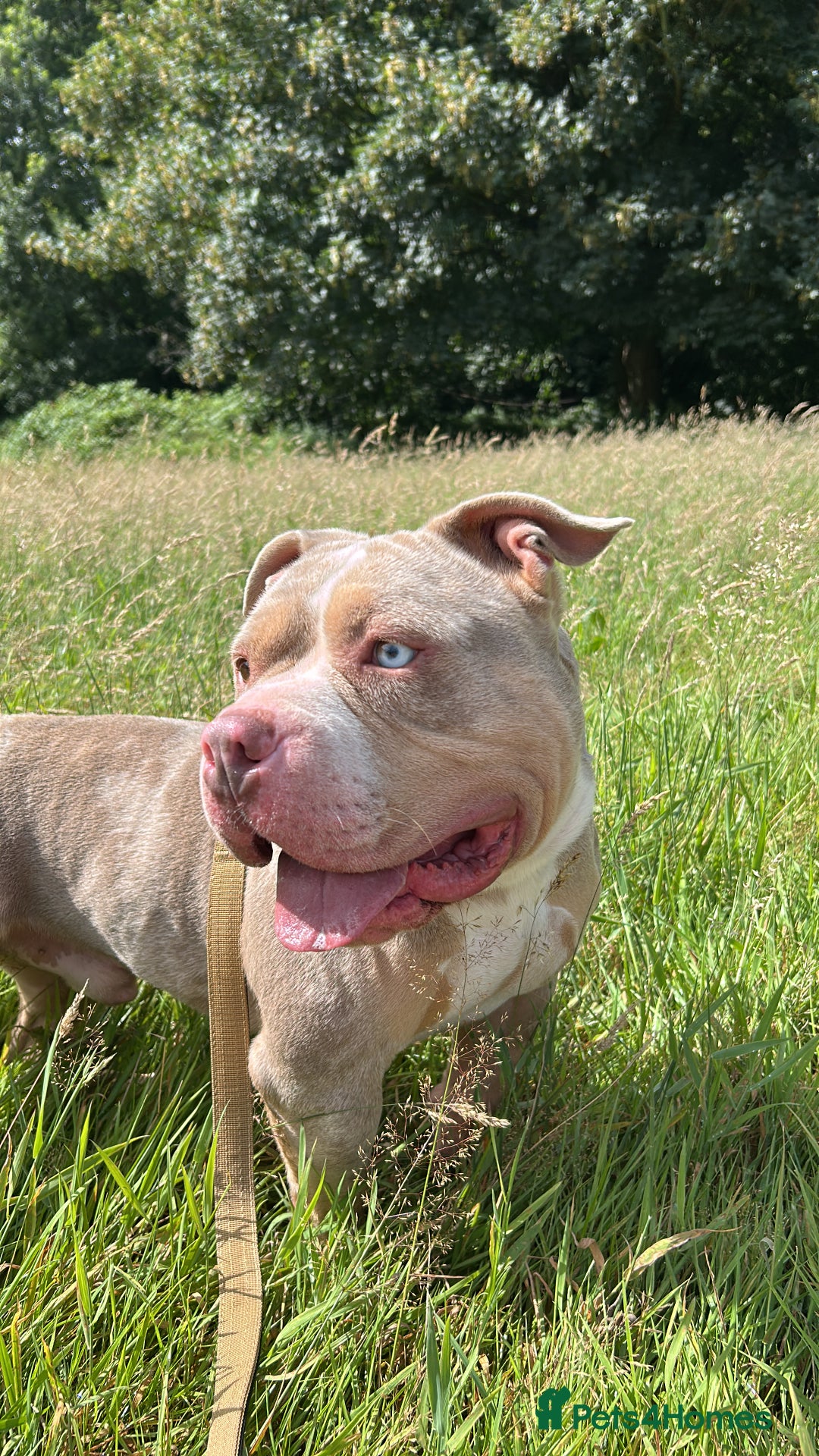 American Bully dogs for stud: Proper stud  - Image 4