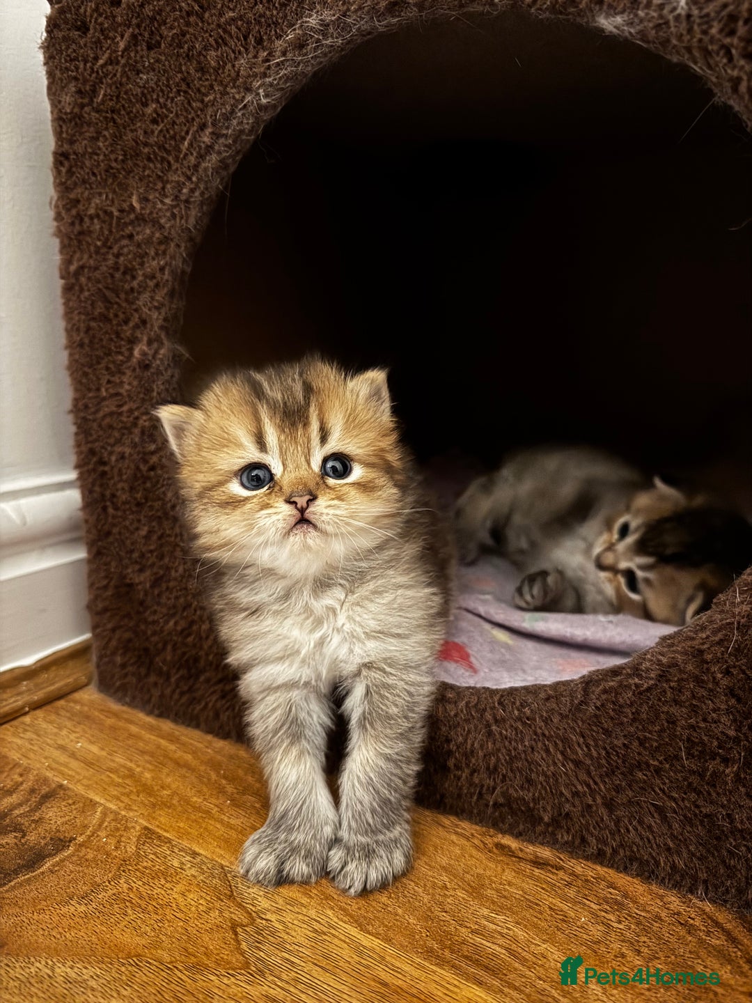 Scottish Fold cats for sale: Purebred Chinchilla Scottish Fold Kittens  🐾 - Advert 19