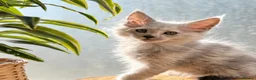 Maine Coon cats for sale: Beautiful Maine coon kittens - Advert 4
