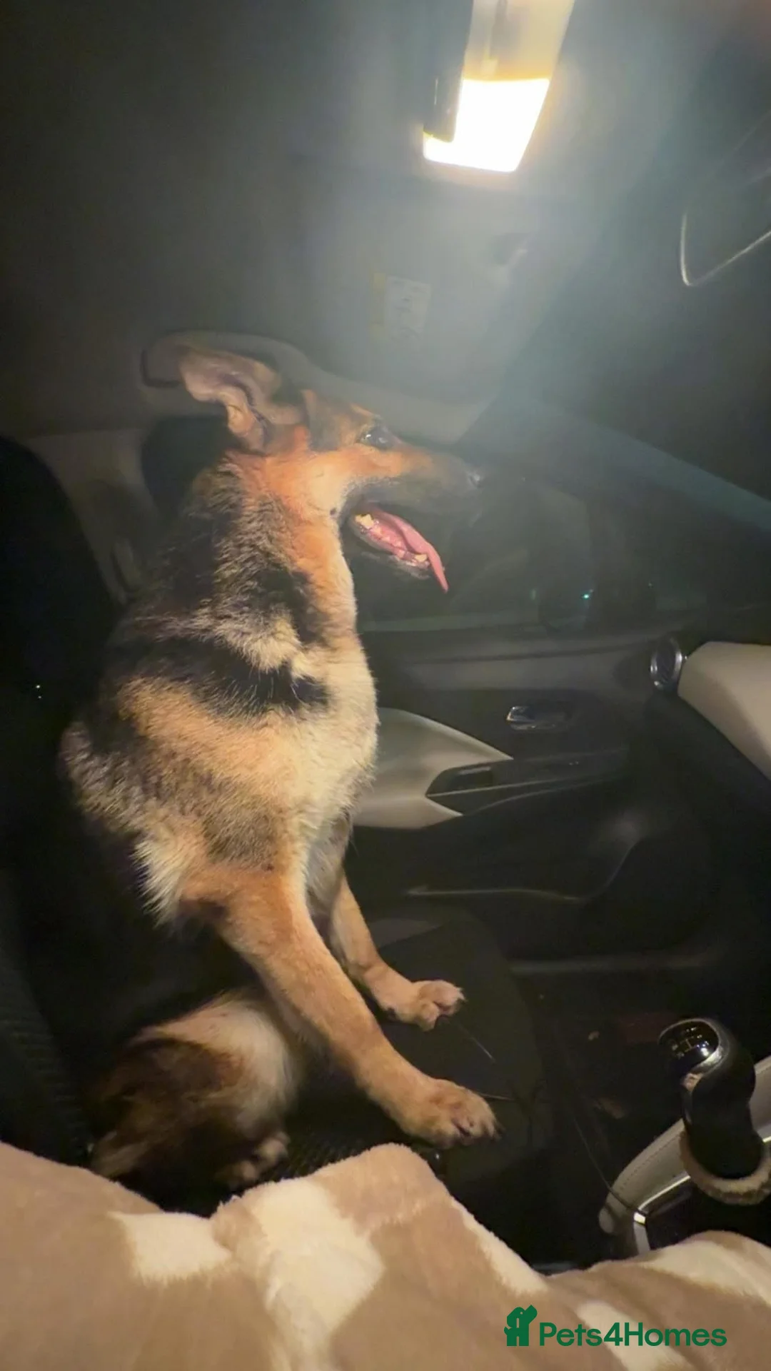 German Shepherd dogs for stud: Looking for a stud in Runcorn - Advert 1