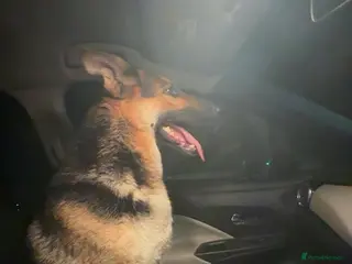 German Shepherd dogs Looking for a stud - Advert 6