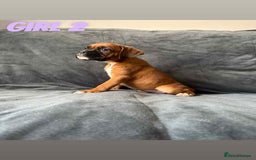 Boxer dogs for sale: BEAUTIFUL BOXER PUPPIES (HEARTSCORED PARENTS) - Image 7