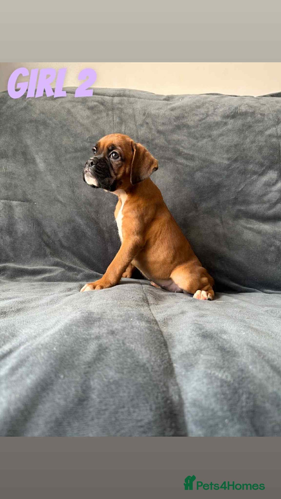 Boxer dogs for sale: BEAUTIFUL BOXER PUPPIES (HEARTSCORED PARENTS) - Image 7