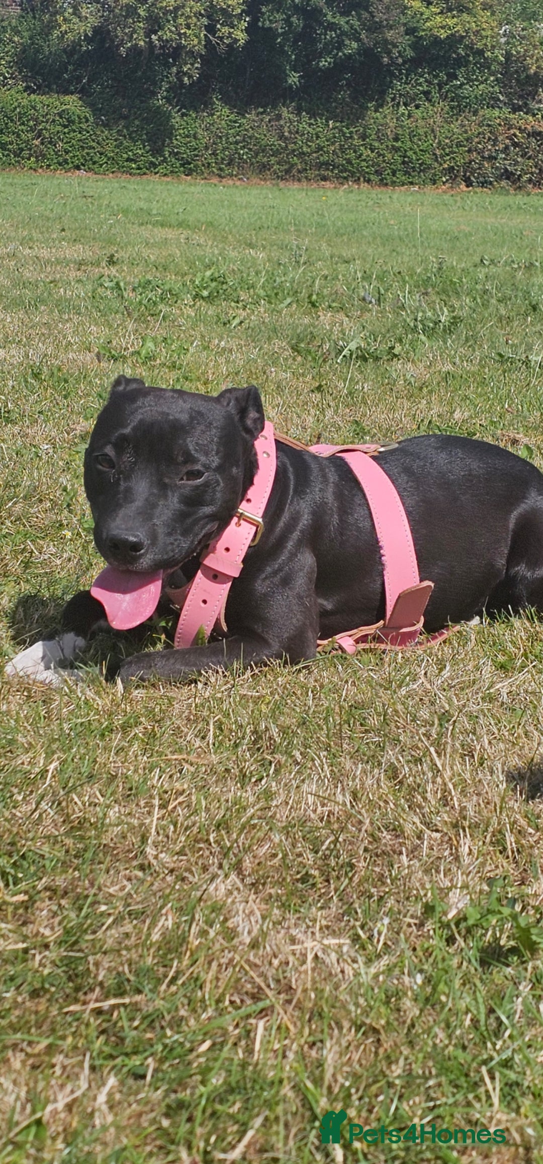 Rottweiler dogs for sale: 6 month old female rottweiler  - Advert 9