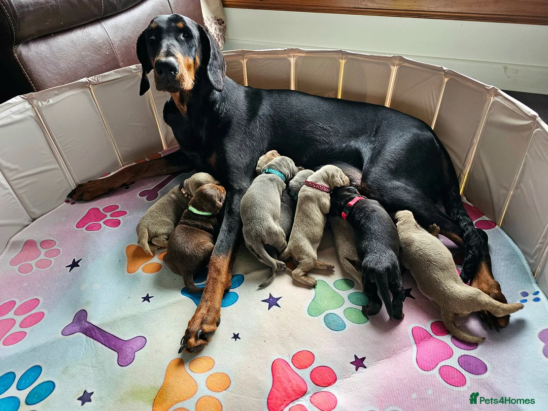 Dobermann dogs for sale: Stunning KC Registered Doberman Puppies  - Advert 1