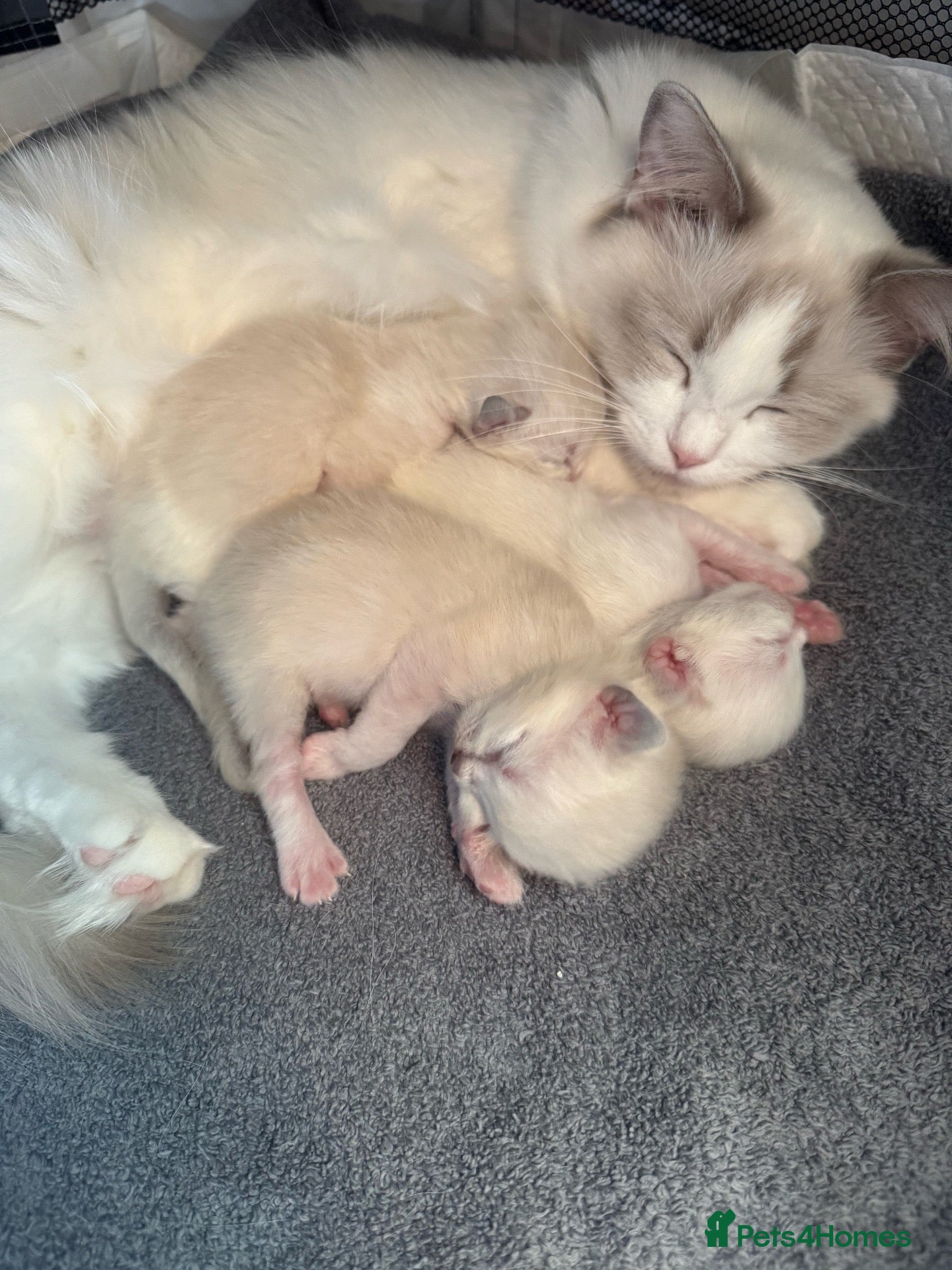 Ragdoll cats 🐾GCCF registered ragdoll kittens Lilac and blue🐾 - Advert 2