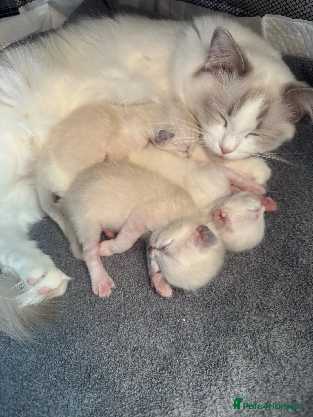 Ragdoll cats for sale: 🐾GCCF registered ragdoll kittens Lilac and blue🐾 - Advert 2