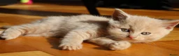 British Shorthair cats for sale: British short hair kitten - Advert 4