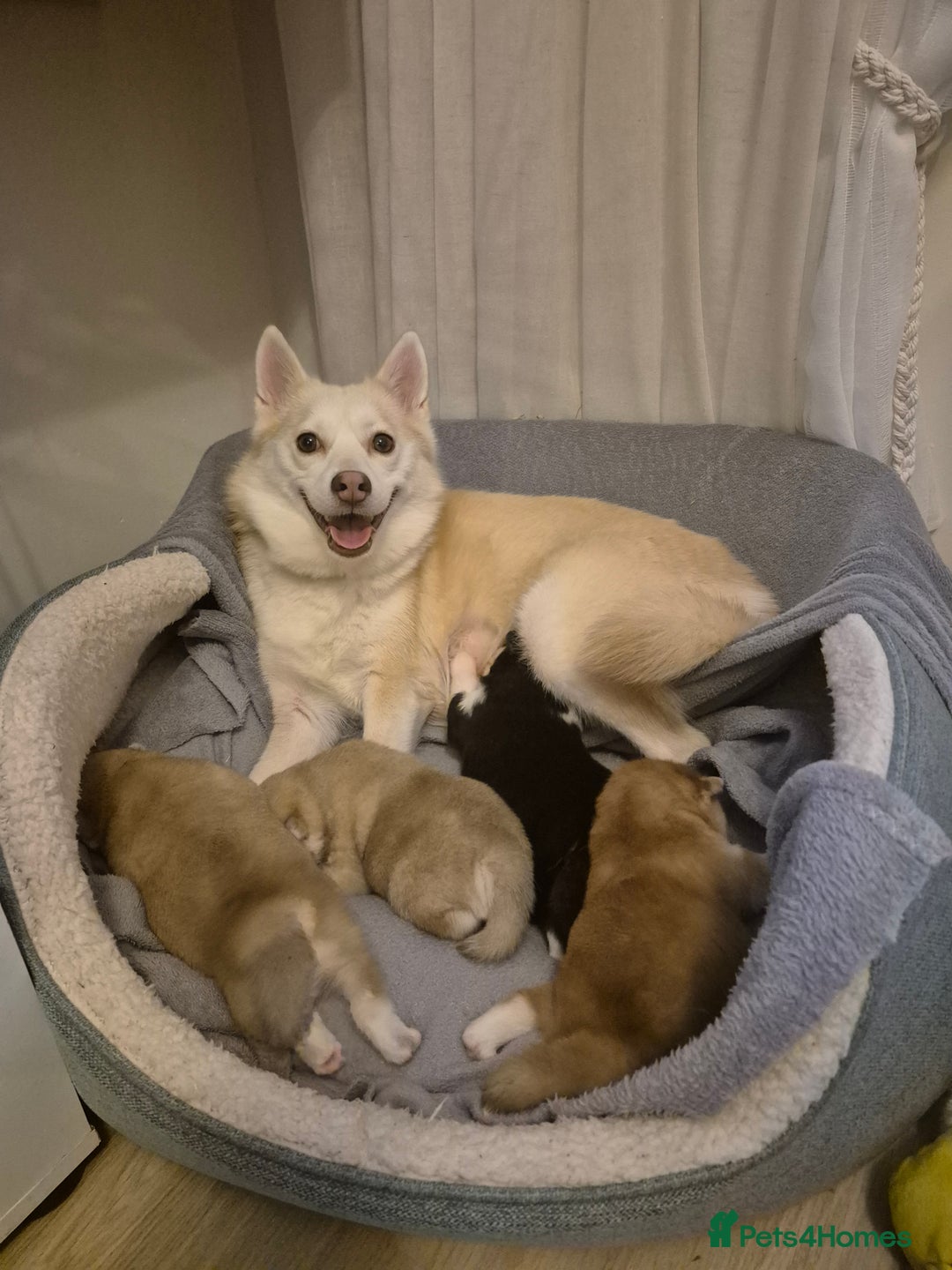 Pomsky dogs for sale: 🐾 New Year Pomsky Puppies – Mini Husky 🐾 - Advert 3