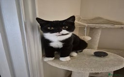 British Shorthair cats for sale: BSH Kittens - Image 1