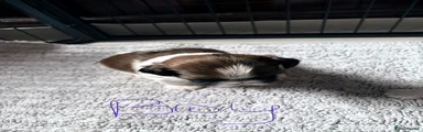 Shih Tzu Puppy 3