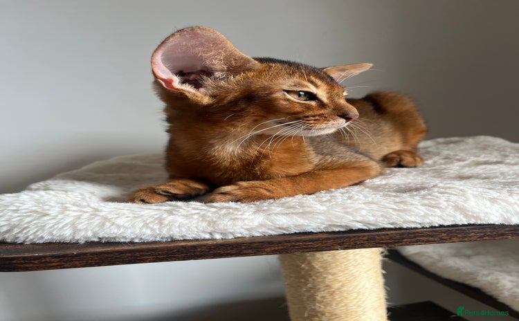 Abyssinian cats in Northwood - Advert 10